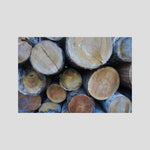 Tree Rings, Stories of Time II