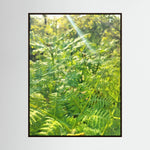 Felce Aquilina (Pteridium Aquilinum)