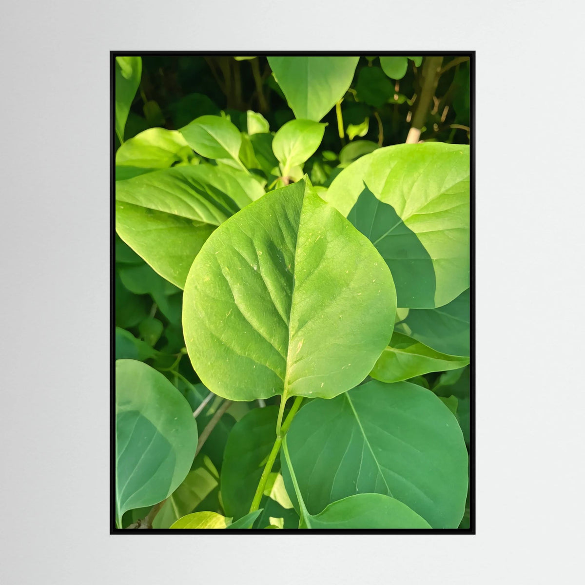 Syringa Vulgaris Leaves