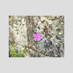 Silene Dioica, Stone wall