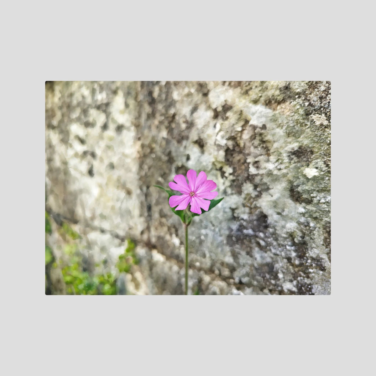 Silene Dioica, Stone wall