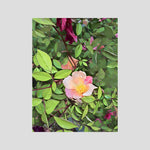 Rose, Day Light | Poly Art