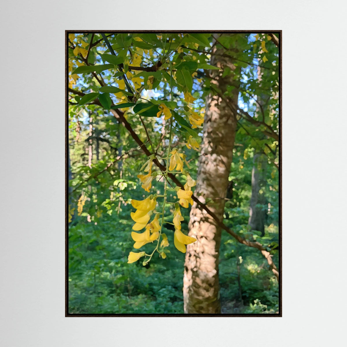 Laburnum Anagyroides