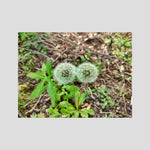 Dandelions Twins