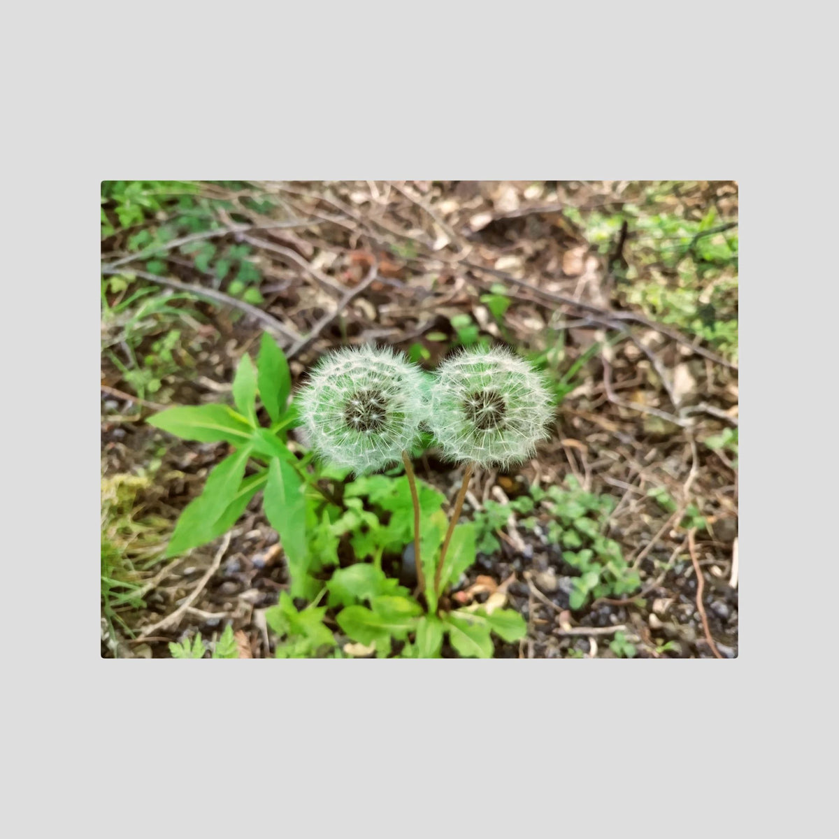 Dandelions Twins