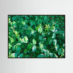Rubus Leaves