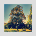 Rooted in Light, Sunset | Poly Art