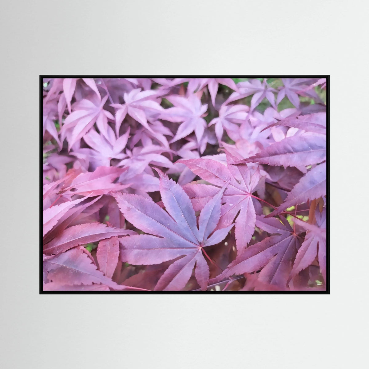 Acer Palmatum's Leaves