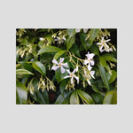 Gelsomino (Jasminum officinale)