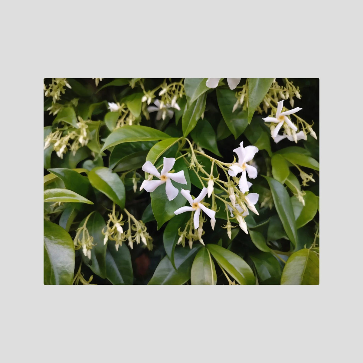 Gelsomino (Jasminum officinale)