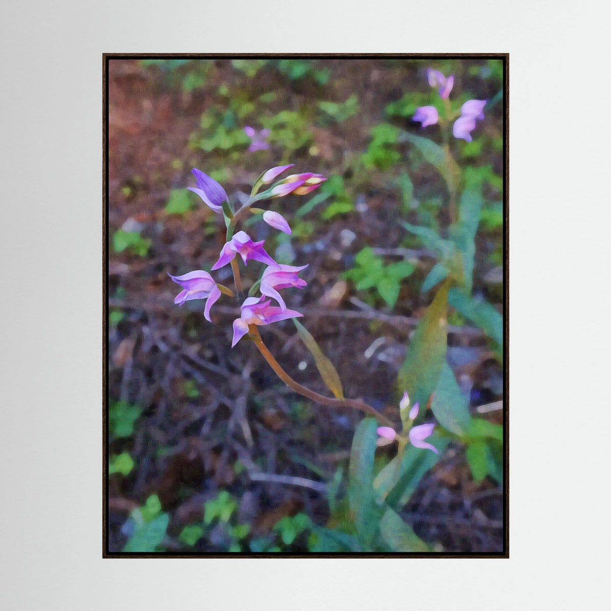 Cephalanthera Rubra