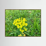 Euphorbia Cyparissias