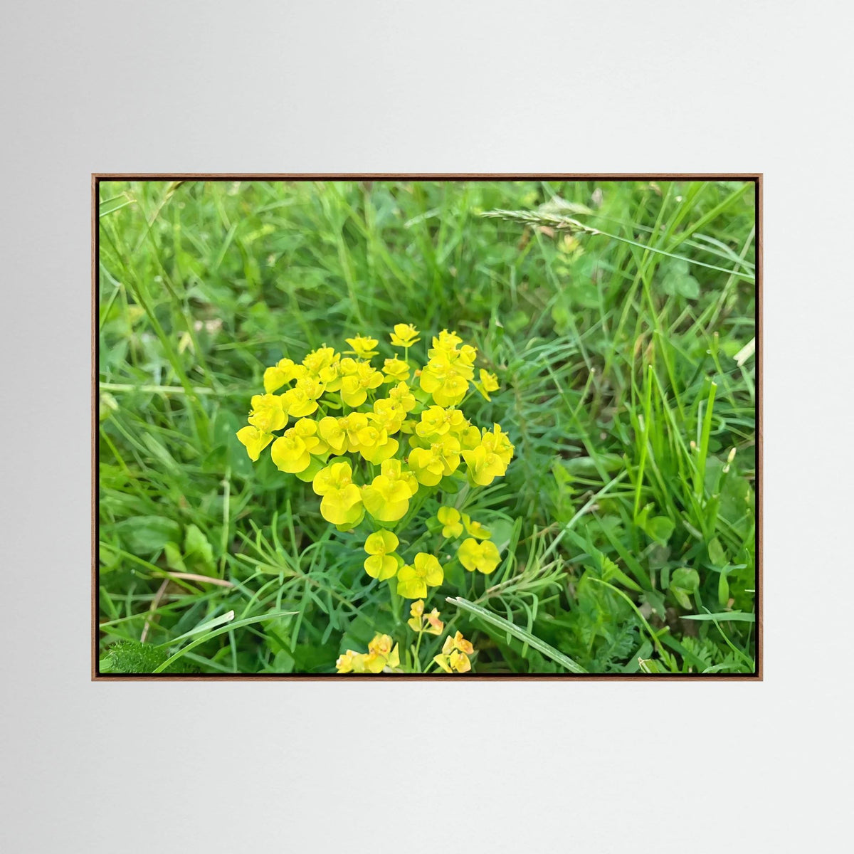 Euphorbia Cyparissias