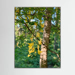 Laburnum Anagyroides