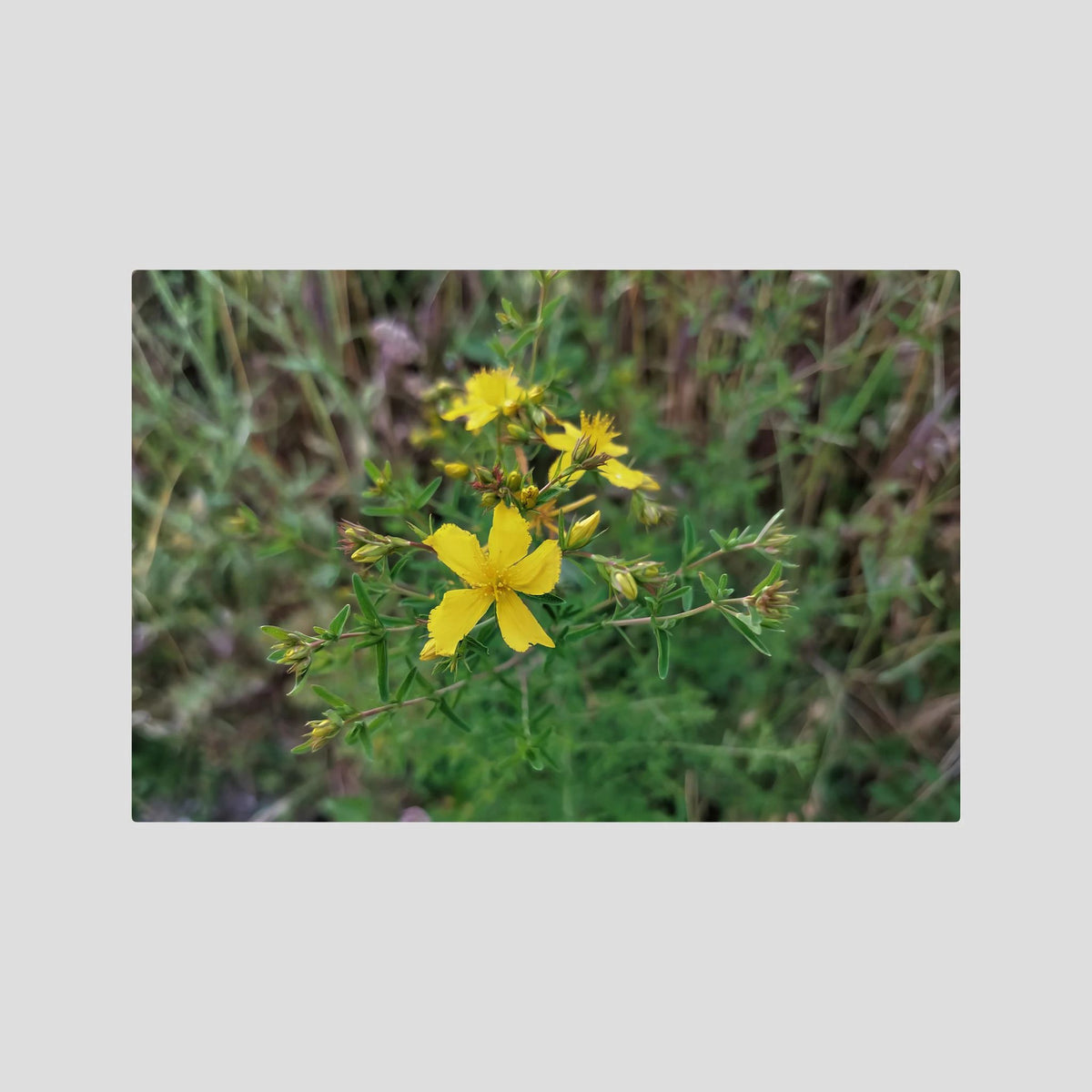 Hypericum Perforatum