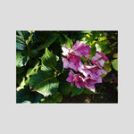 Hydrangea Macrophylla