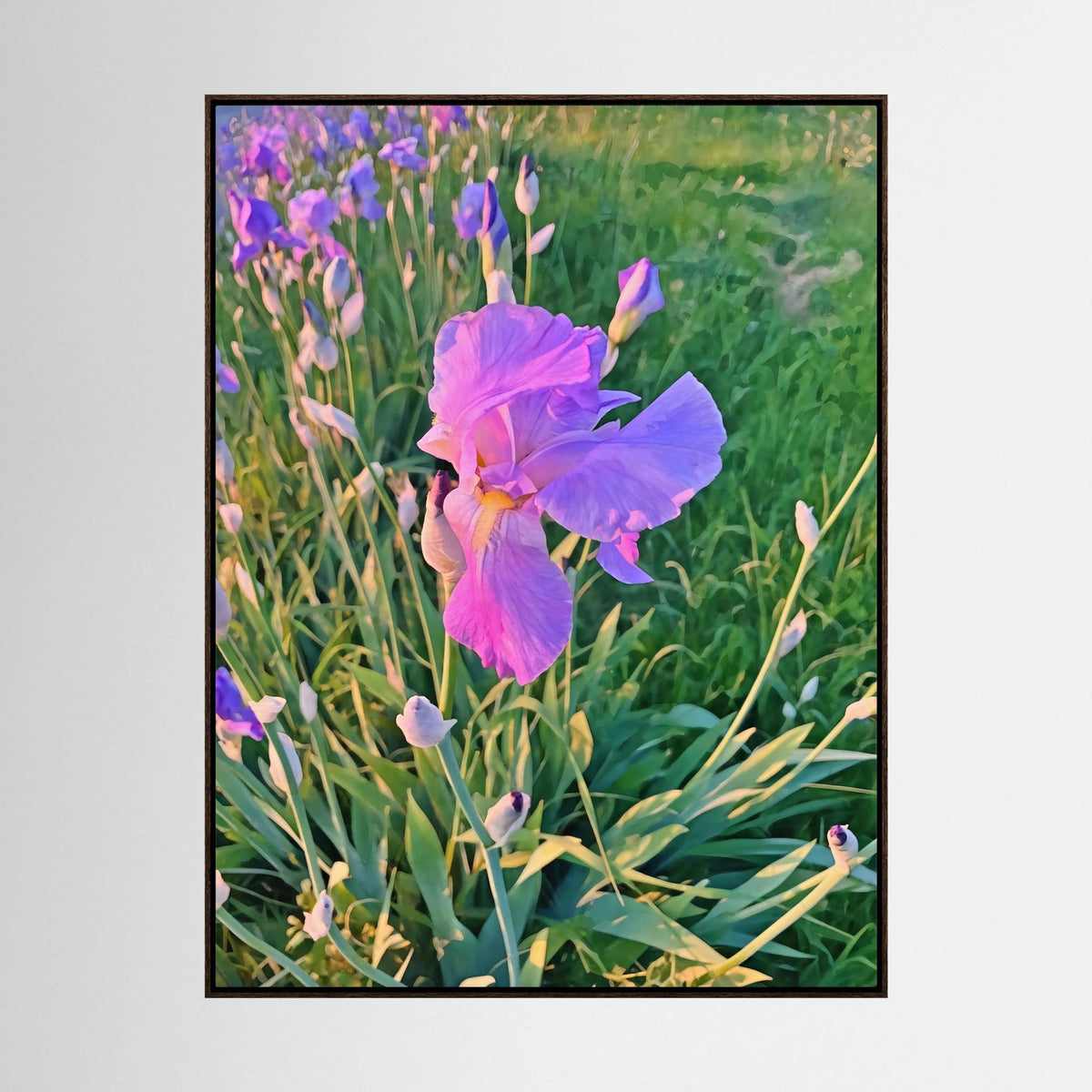 Iris