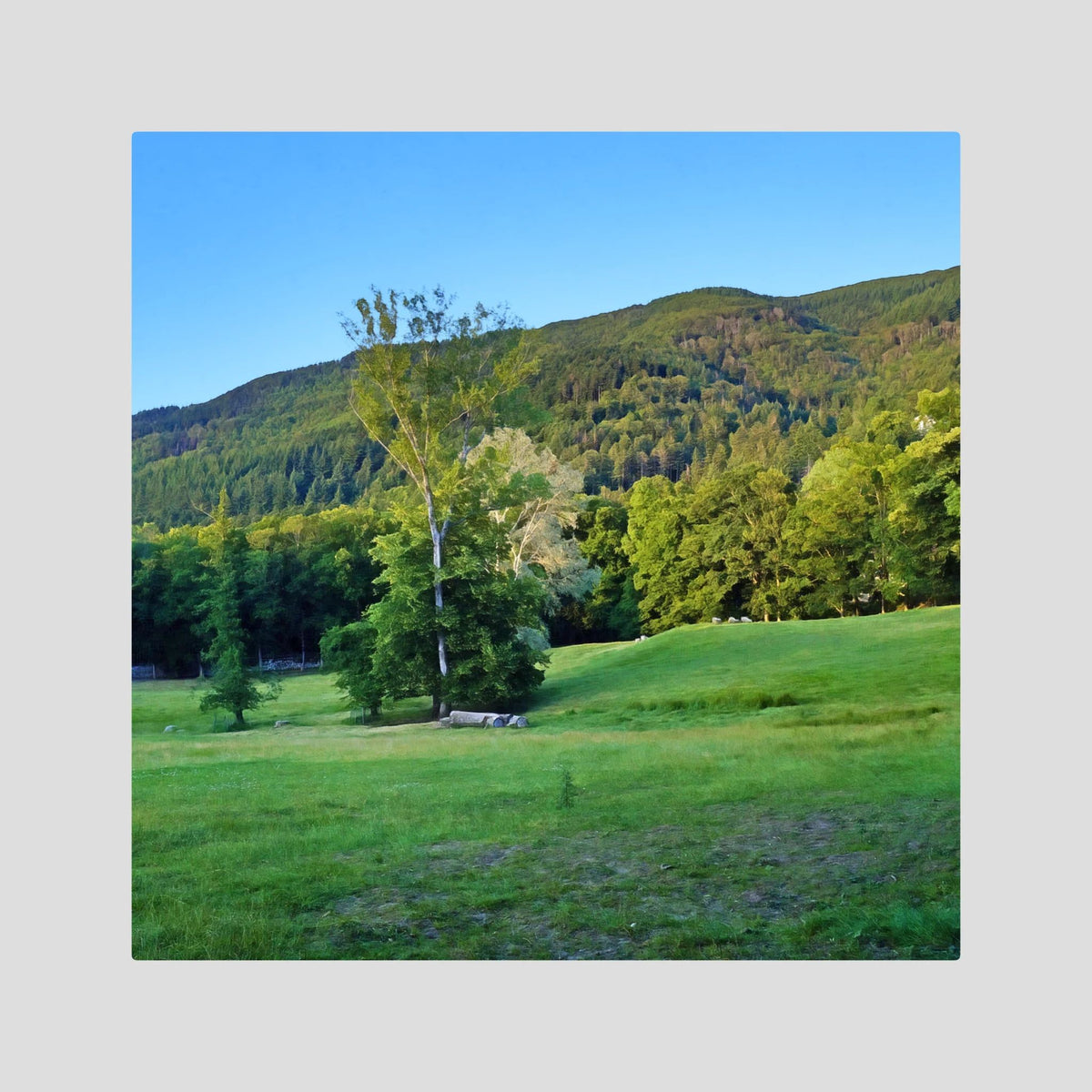 Forest, Meadow