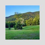 Forest, Meadow