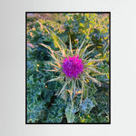 Silybum Marianum