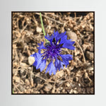 Cornflower (Centaurea cyanus)