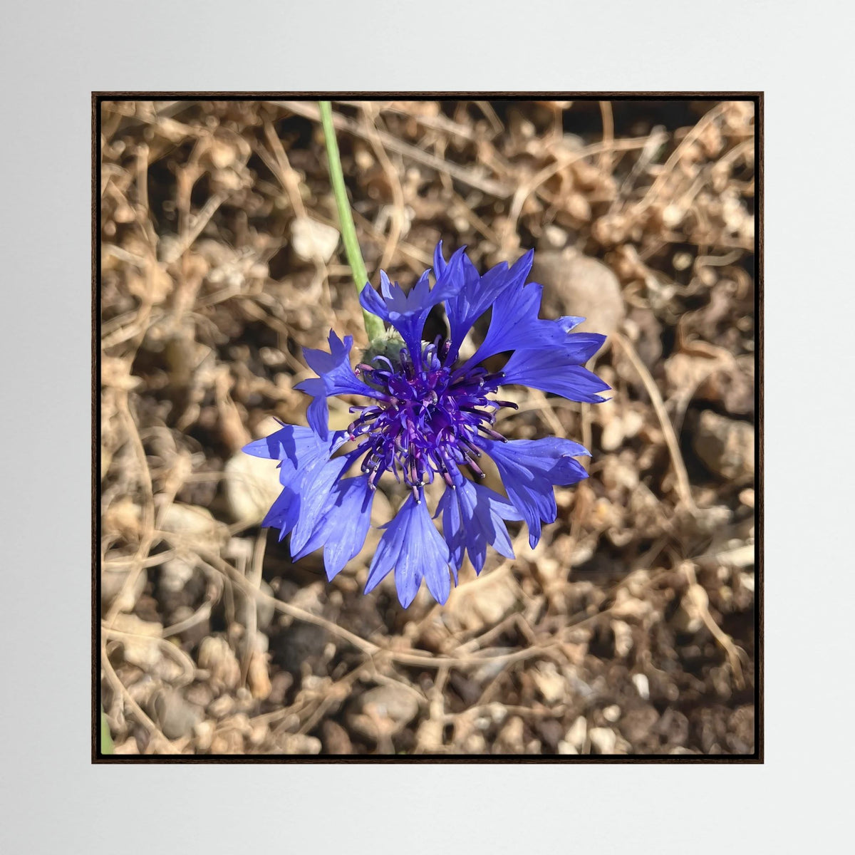 Cornflower (Centaurea cyanus)