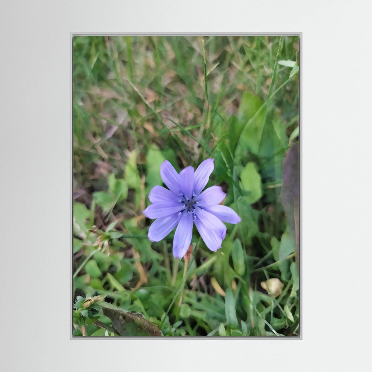 Cicoria (Cichorium intybus)
