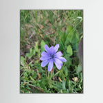 Cicoria (Cichorium intybus)