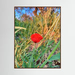 Papaver Rhoeas