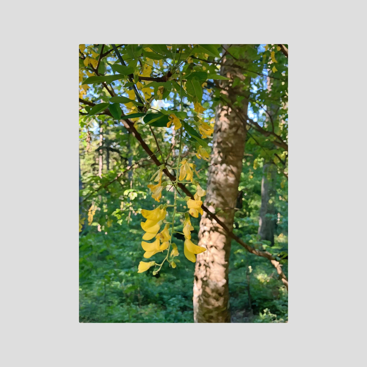 Laburnum Anagyroides