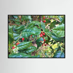 Ilex Aquifolium