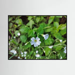 Centocchio Garofanina (Stellaria Holostea)