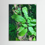 Castanea Tree Leaves