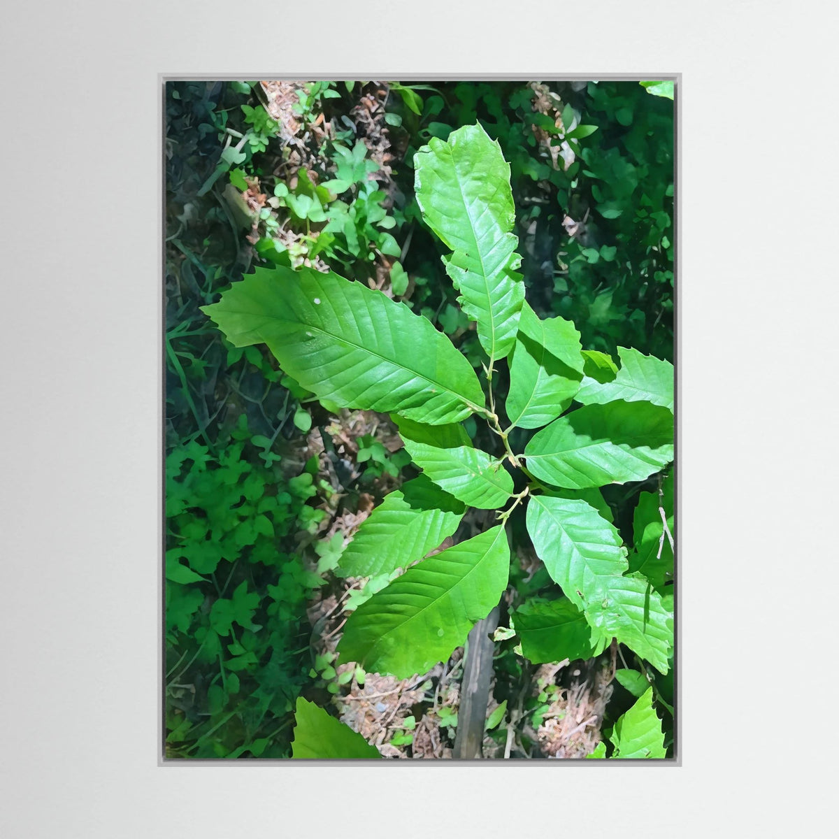 Castanea Tree Leaves