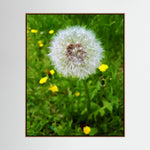 Dandelion & Yellow Whispers