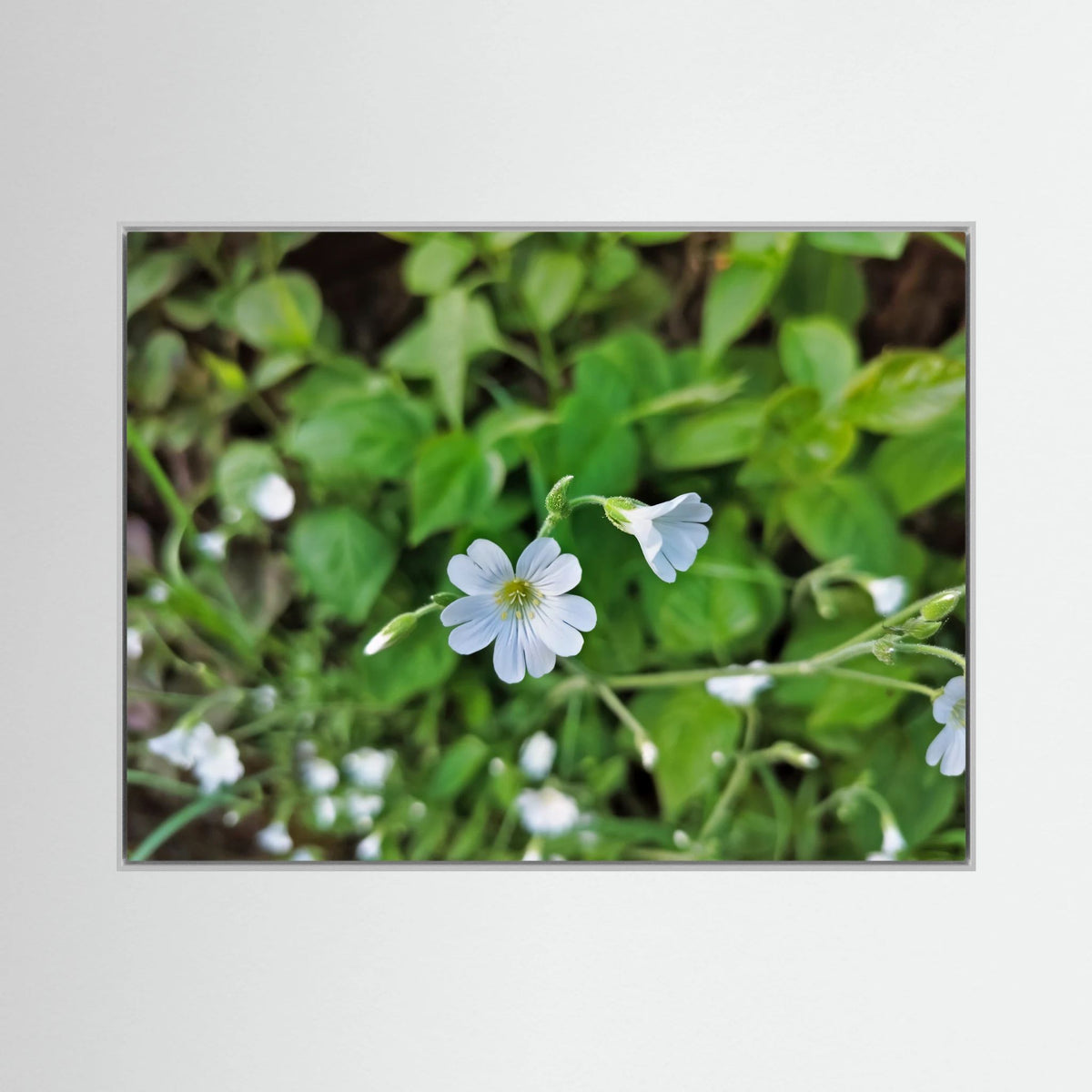 Centocchio Garofanina (Stellaria Holostea)
