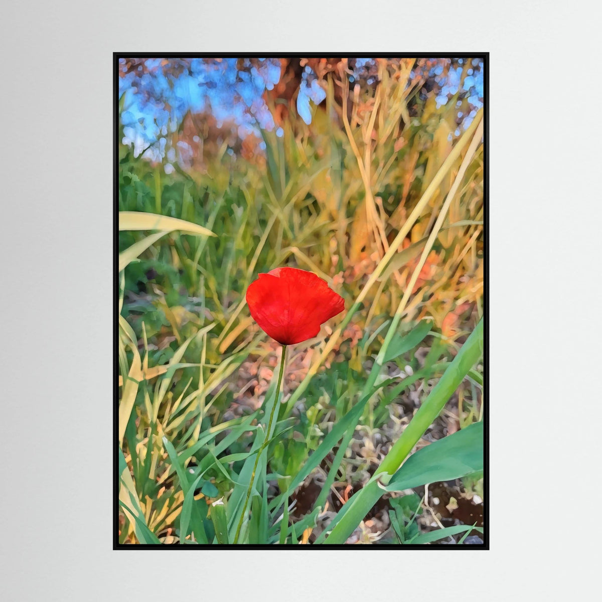 Papaver Rhoeas