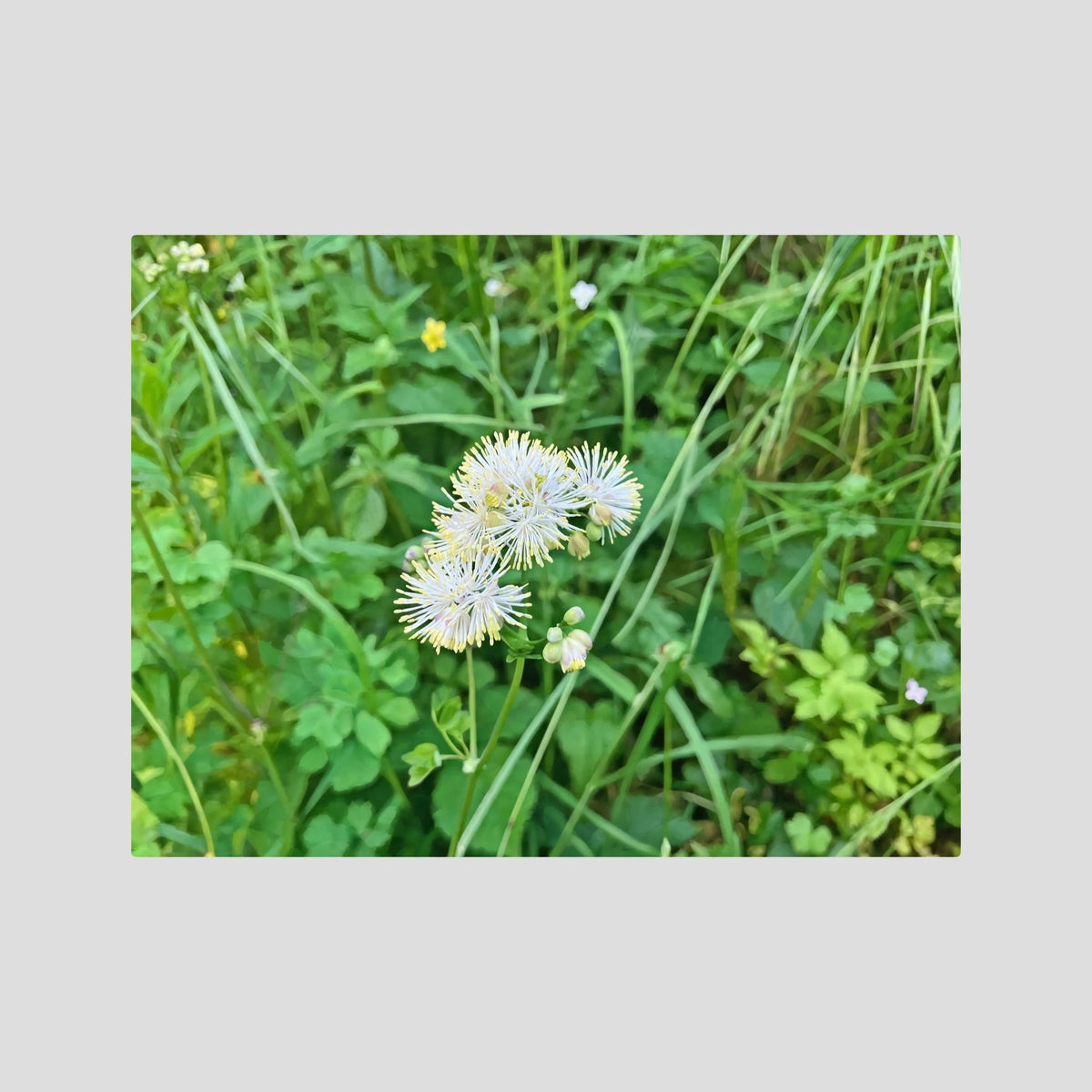 Thalictrum Aquilegiifolium