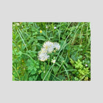 Thalictrum Aquilegiifolium
