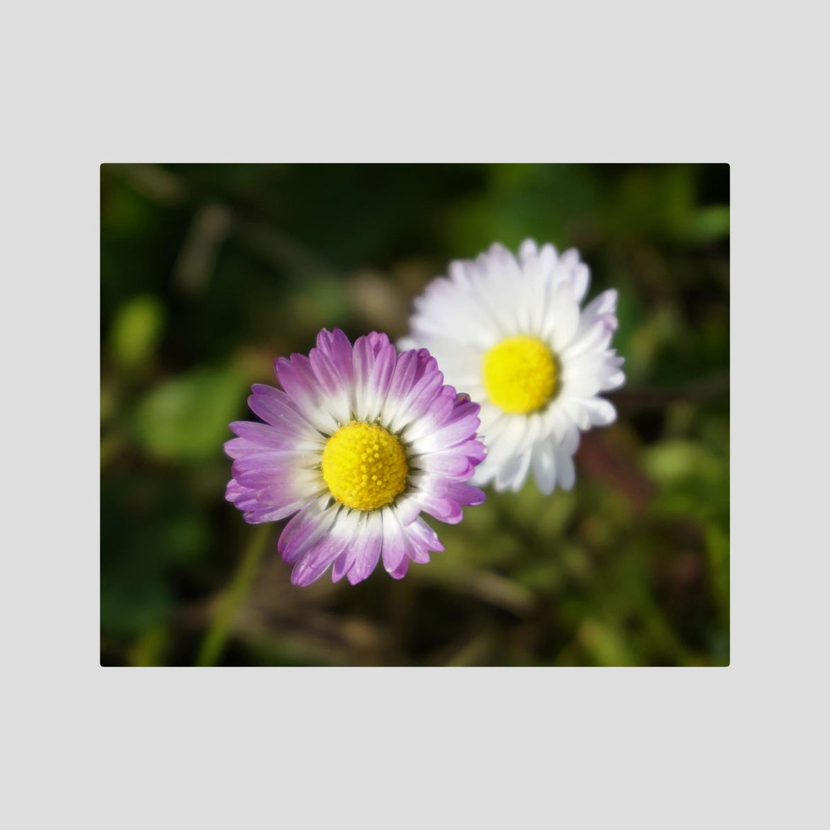 Daisies Blossoms