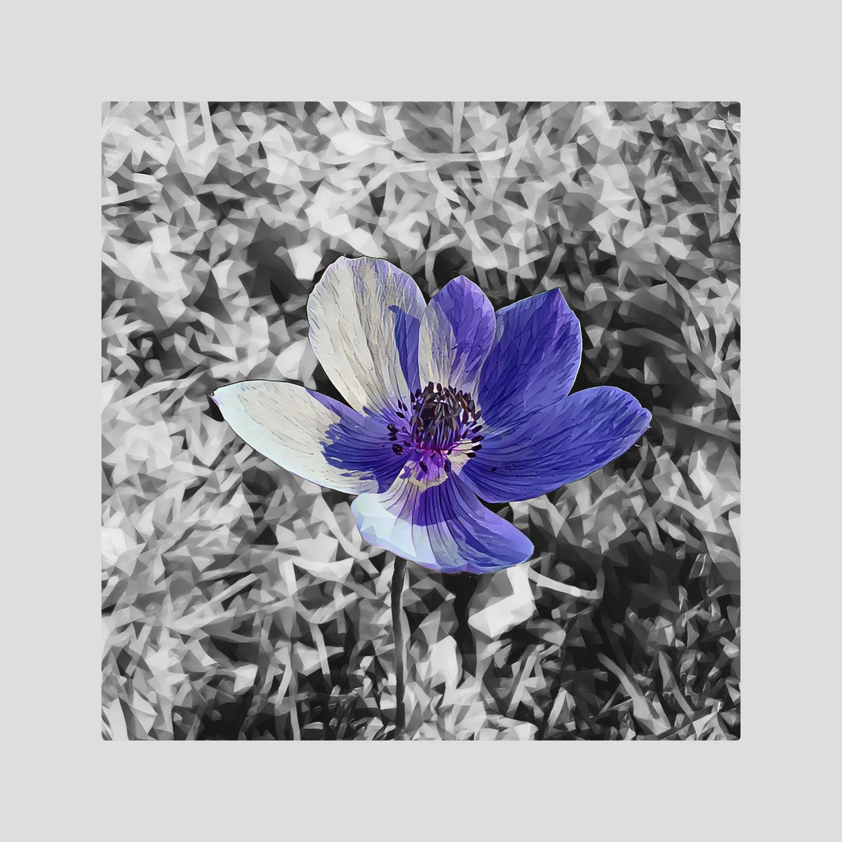 Anemone | Poly Art