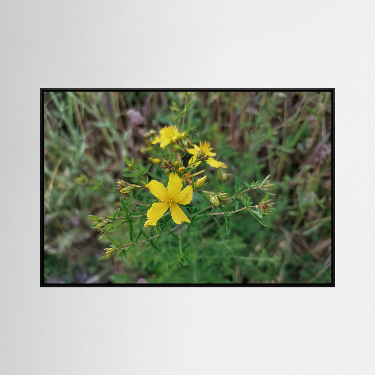 Hypericum Perforatum