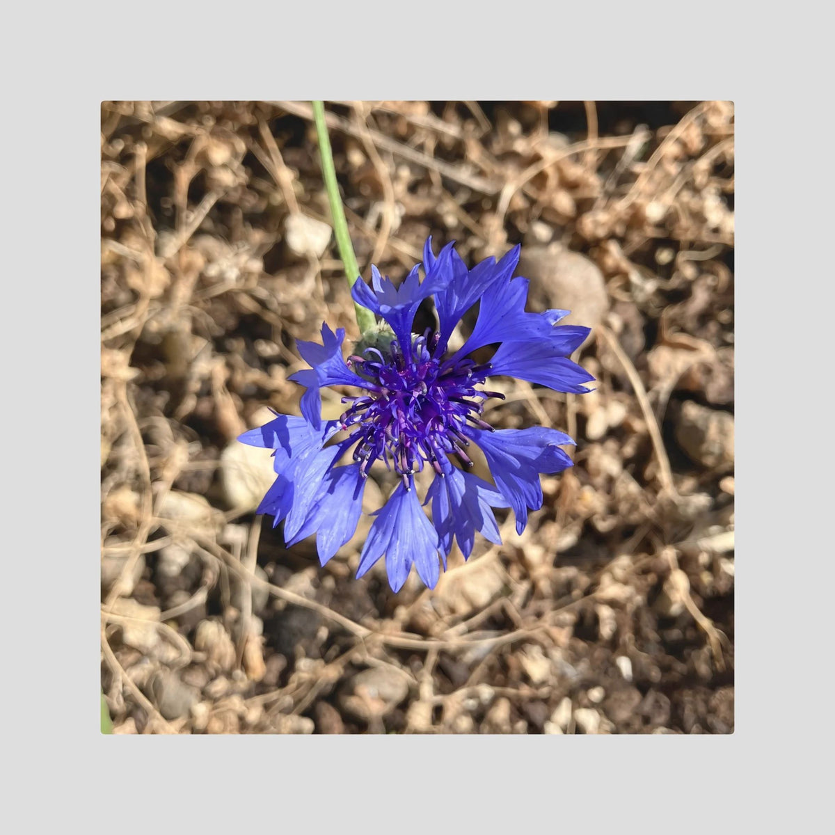 Cornflower (Centaurea cyanus)