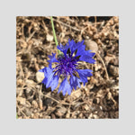 Cornflower (Centaurea cyanus)