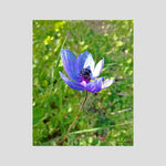 Anemone