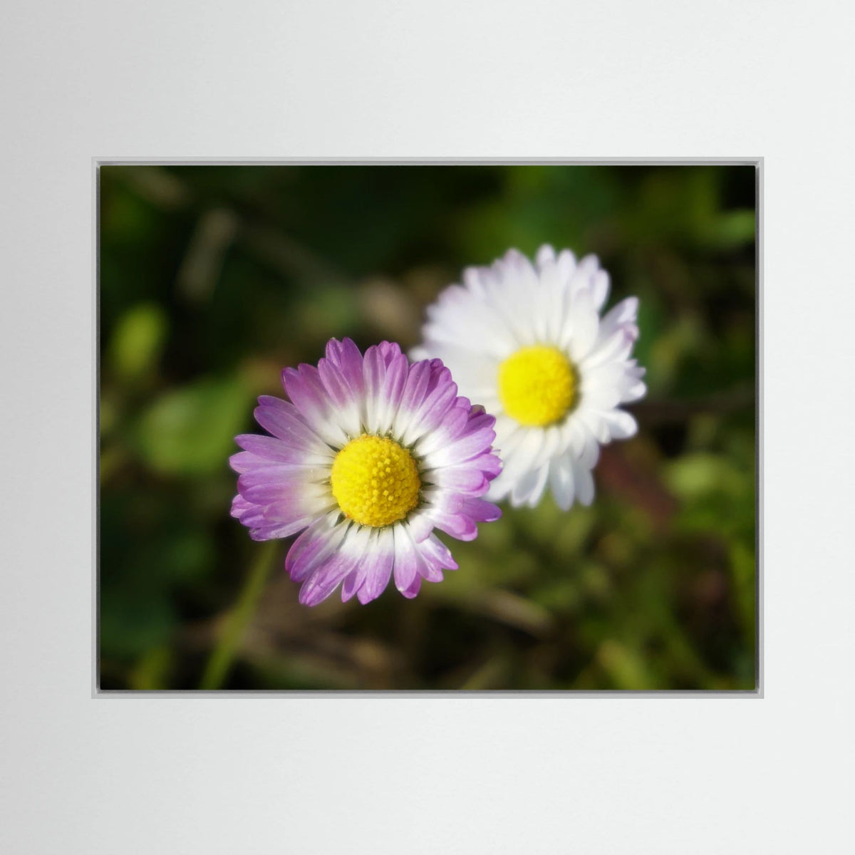Daisies Blossoms