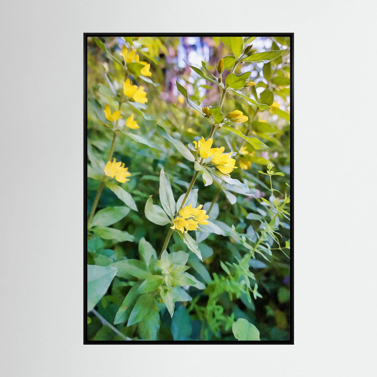 Lysimachia