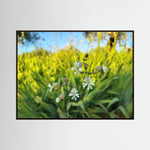 Silene Vulgaris