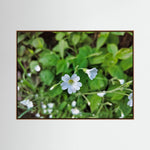 Centocchio Garofanina (Stellaria Holostea)