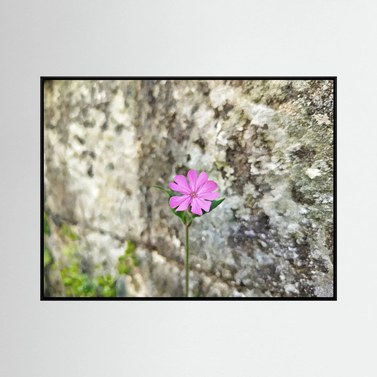 Silene Dioica, Stone wall